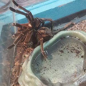 Butterfly World (2022) - Goliath Birdeater
