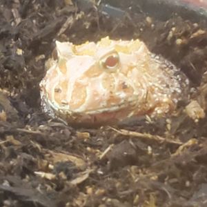 Butterfly World (2022) - Ornate Horned Toad