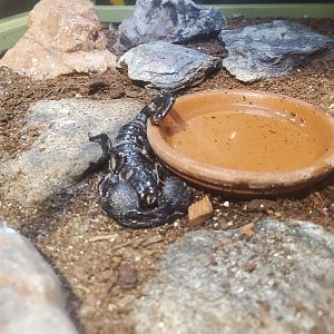 Butterfly World (2022) - Asian Forest Scorpion