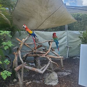 Butterfly World (2022) - Macaws