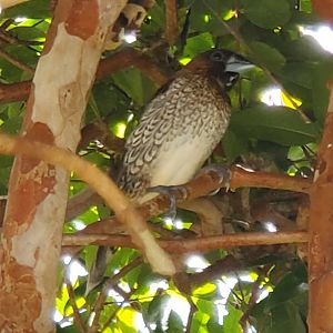 Butterfly World (2022) - Spotted Munia (Spice Finch)