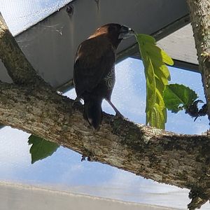 Butterfly World (2022) - Spotted Munia (Spice Finch)