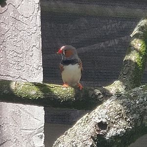 Butterfly World (2022) - Zebra Finch