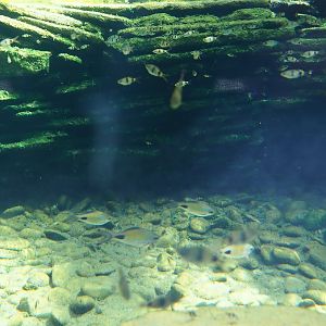 Asian barb species in new juvenile gharial exhibit, 2022-06-28