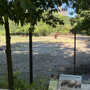 American Bison Exhibit(July 2022)