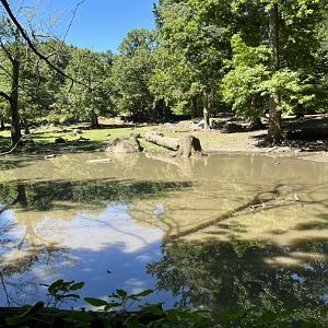 Pere Davids Deer Exhibit(July 2022)