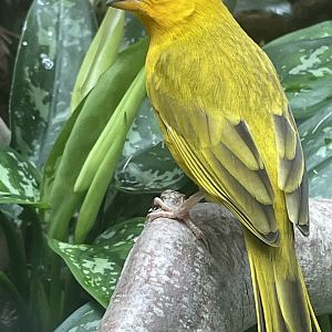 Saffron Finch