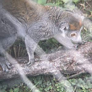 Crowned Lemur