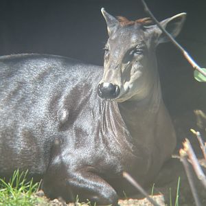 Yellow-backed Duiker