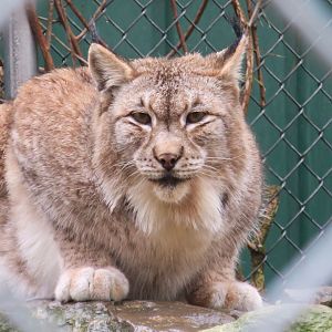 Siberian Lynx (Lynx lynx wrangeli)
