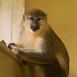 Chlorocebus sp. hybrid