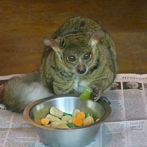 Northern Greater Galago (Otolemur garnettii)
