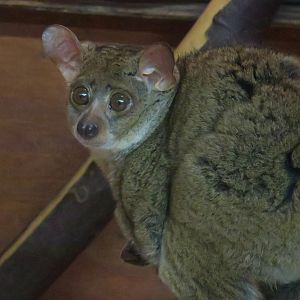 Northern Greater Galago (Otolemur garnettii)