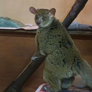 Northern Greater Galago (Otolemur garnettii)