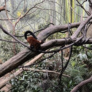 Red Ruffed Lemur(July 2022)