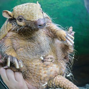 Six-Banded Armadillo (Euphractus sexcinctus)