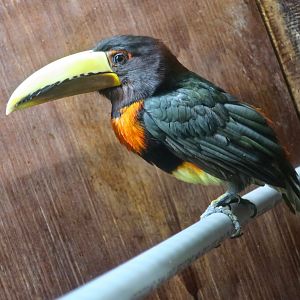 Brown-Mandibled Aracari (Pteroglossus mariae)