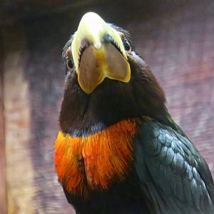 Brown-Mandibled Aracari (Pteroglossus mariae)