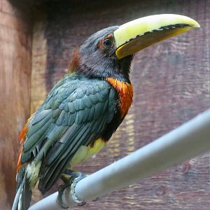 Brown-Mandibled Aracari (Pteroglossus mariae)