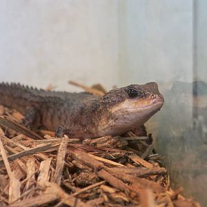 Bacon's Water Skink (Tropidophorus baconi)