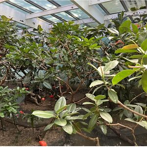 Scarlet Ibis in the Aquatic Bird House(July 2022)