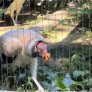 King Vulture(July 2022)