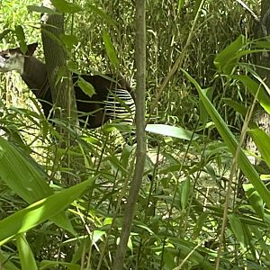 Okapi(July 2022)