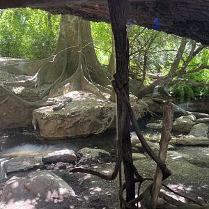 Part of the Mandrill, Red River Hog, and De Brazza’s Monkey exhibit(July 2022)