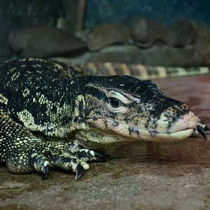 Asian Water Monitor (Varanus salvator)