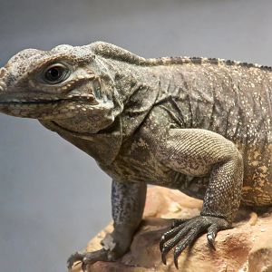 Cuban Rock Iguana (Cyclura nubila)