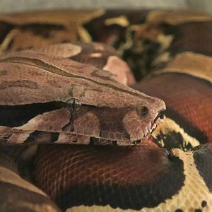 Guyanese Red-Tailed Boa (Boa constrictor constrictor)