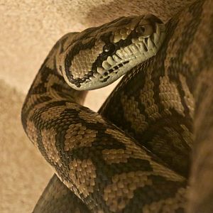 Inland Carpet Python (Morelia spilota metcalfei)