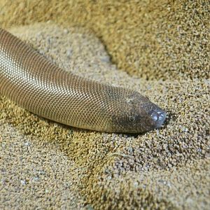 Indian Sand Boa (Eryx johnii)