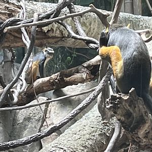 Wolf’s Mona Monkey(July 2022)