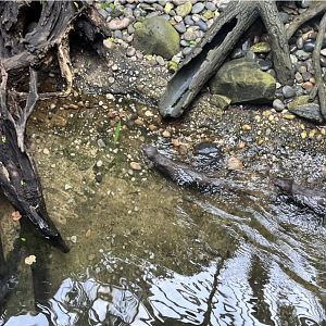 Asian Small-Clawed Otters(July 2022)