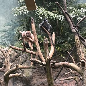 Javan Lagurs(July 2022)