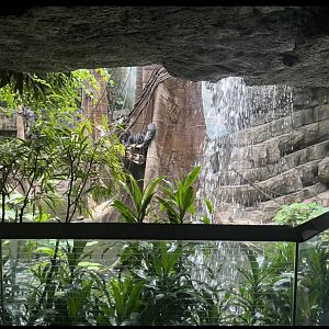 View of Silver Leaf Langur exhibit(July 2022)