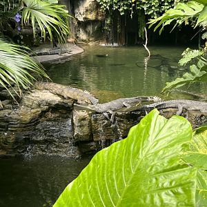 Indian Gharials(July 2022)