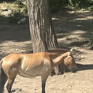 Przewalski’s Horse(July 2022)