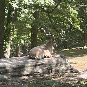 Markhor on rock(July 2022)