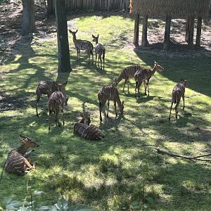 Group of Lowland Nyala(July 2022)