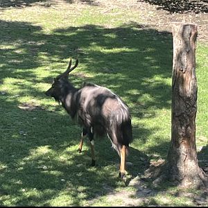 Male Lowland Nyala(July 2022)