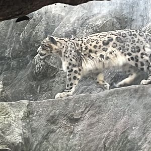 Snow Leopard(July 2022)