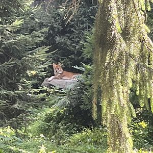 Asiatic Dhole(July 2022)