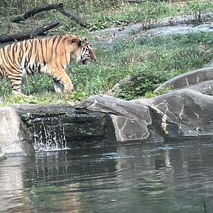 Amur Tiger(July 2022)