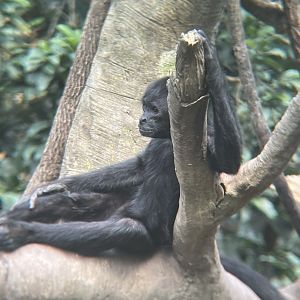 Brown-headed Spider Monkey
