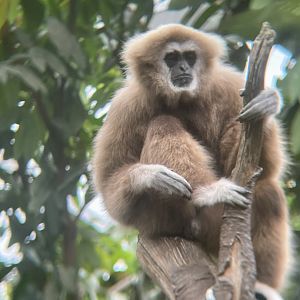 White-handed Gibbon