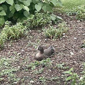 Lesser White-fronted Goose