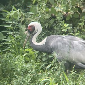 White-naped crane