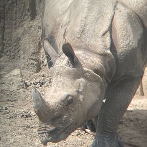 Indian Rhinoceros